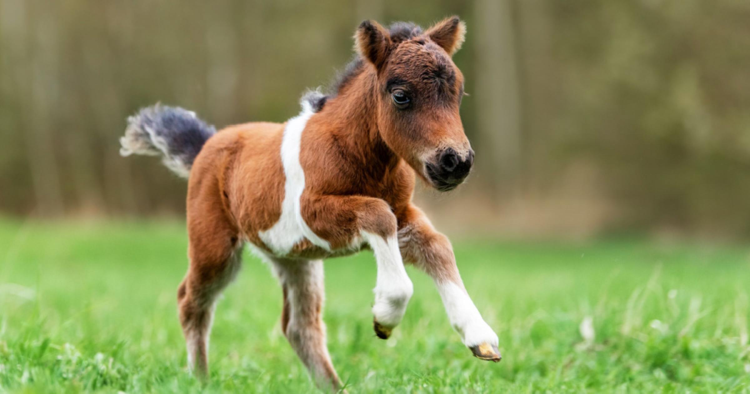 I Had a Little Pony Appetite to Play